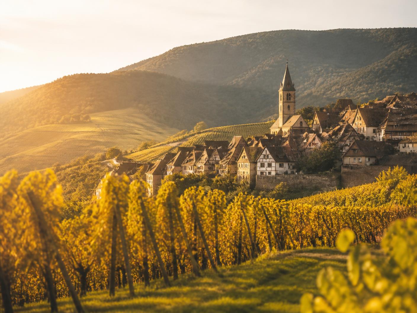 Vineyards on the foothills of the Vosges leading to an Alsatian village at golden hour